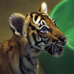 Apr. 2017 - Children's Zoo - Malayan Tiger Cub