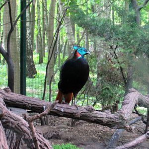 Himalayan Monal - 05/2015