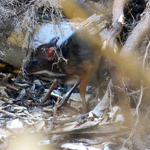 Java Mouse-Deer - 05/2015