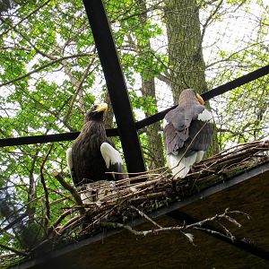 Steller's Sea Eagles - 05/5015