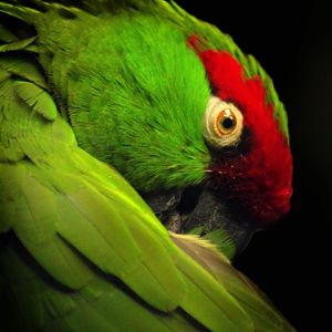 Apr. 2017 - Wings Of The World - Thick-billed Parrot