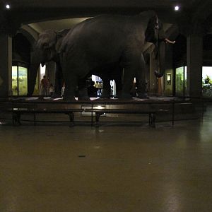 Vernay-Faunthorpe Hall of Asian Mammals Asian Elephant Group
