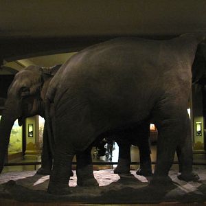 Vernay-Faunthorpe Hall of Asian Mammals Asian Elephant Group