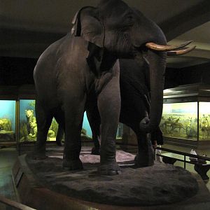 Vernay-Faunthorpe Hall of Asian Mammals Asian Elephant Group Bull