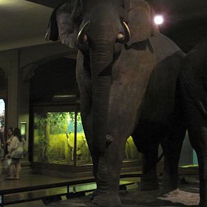Vernay-Faunthorpe Hall of Asian Mammals Asian Elephant Group Bull