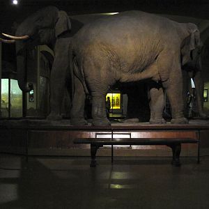 Vernay-Faunthorpe Hall of Asian Mammals Asian Elephant Group