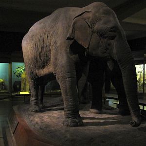 Vernay-Faunthorpe Hall of Asian Mammals Asian Elephant Group Cow