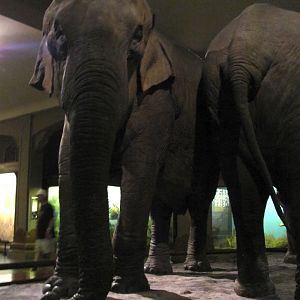 Vernay-Faunthorpe Hall of Asian Mammals Asian Elephant Group Cow