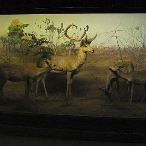 Vernay-Faunthorpe Hall of Asian Mammals Thamin Diorama