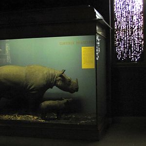 Vernay-Faunthorpe Hall of Asian Mammals Sumatran Rhinoceros