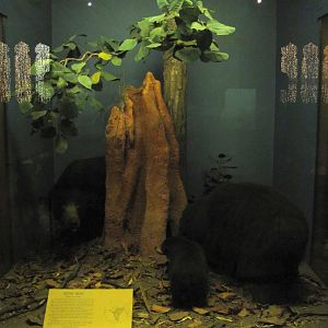 Vernay-Faunthorpe Hall of Asian Mammals Sloth Bear