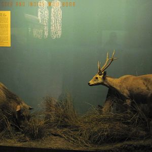Vernay-Faunthorpe Hall of Asian Mammals Hog Deer & Indian Wild Boar
