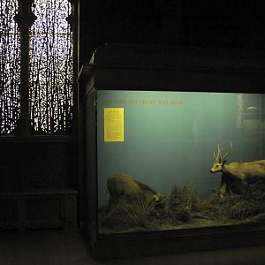 Vernay-Faunthorpe Hall of Asian Mammals Hog Deer & Indian Wild Boar