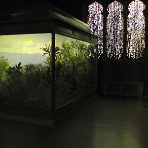 Vernay-Faunthorpe Hall of Asian Mammals Hoolock Gibbon Diorama