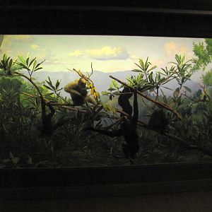 Vernay-Faunthorpe Hall of Asian Mammals Hoolock Gibbon Diorama