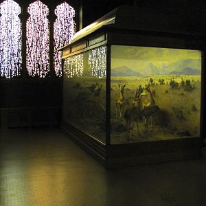 Vernay-Faunthorpe Hall of Asian Mammals Blackbuck & Chinkara Diorama