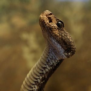 Arizona black rattlesnake