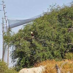 caracara in vulture aviary