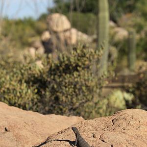 lizard at small cat canyon