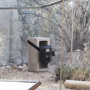 trail camera inside ground squirrel exhibit