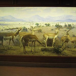 Vernay-Faunthorpe Hall of Asian Mammals Blackbuck & Chinkara Diorama