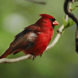Apr. 2017 - Northern Cardinal