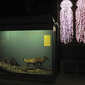 Vernay-Faunthorpe Hall of Asian Mammals Muntjac & Spotted Chevrotain