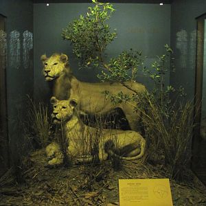 Vernay-Faunthorpe Hall of Asian Mammals Asiatic Lion