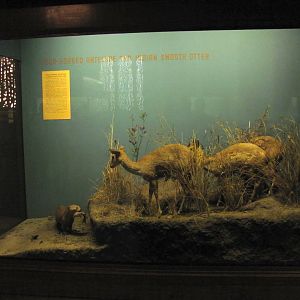 Vernay-Faunthorpe Hall of Asian Mammals Four Horned Antelope & Indian Smooth Otter