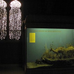 Vernay-Faunthorpe Hall of Asian Mammals Four Horned Antelope & Indian Smooth Otter