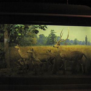 Vernay-Faunthorpe Hall of Asian Mammals Chital Diorama