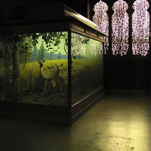 Vernay-Faunthorpe Hall of Asian Mammals Chital Diorama