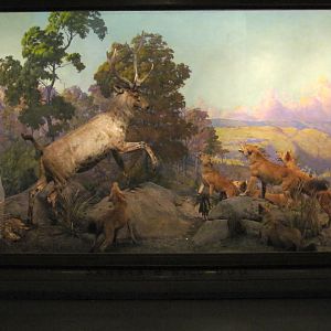 Vernay-Faunthorpe Hall of Asian Mammals Sambar & Wild Dog Diorama