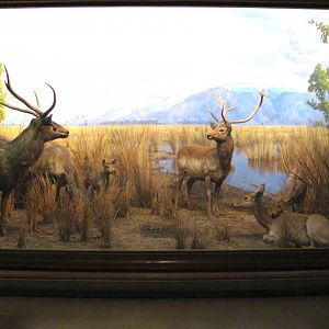 Vernay-Faunthorpe Hall of Asian Mammals Sambar & Swamp Deer Diorama