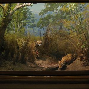 Vernay-Faunthorpe Hall of Asian Mammals Bengal Tiger Diorama