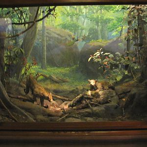 Vernay-Faunthorpe Hall of Asian Mammals Indian Leopard Diorama