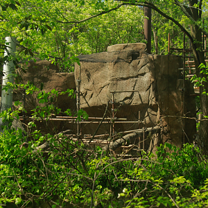 Apr. 2017 - Gorilla World - Colobus Exhibit Renovations