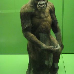 Hall of Primates John Daniel the Gorilla