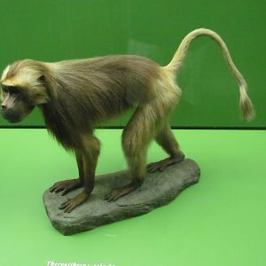 Hall of Primates Gelada