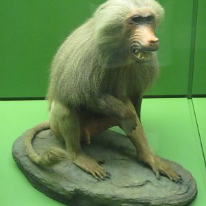 Hall of Primates Hamadryas Baboon