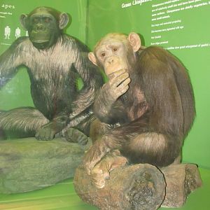 Hall of Primates Meshie Mungkut the Chimpanzee