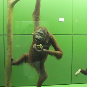 Hall of Primates Female Bornean Orangutan