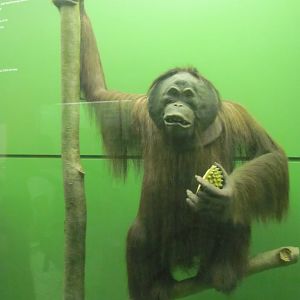Hall of Primates Male Bornean Orangutan