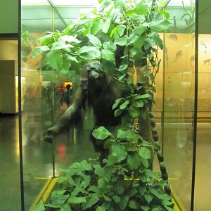Hall of Primates Male Bornean Orangutan Display Case