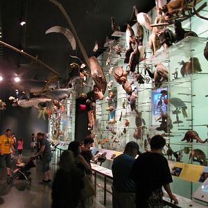 Hall of Biodiversity