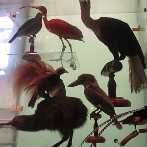 Hall of Biodiversity Birds