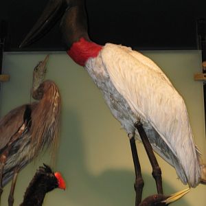Hall of Biodiversity Jabiru Stork