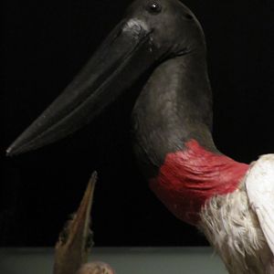 Hall of Biodiversity Jabiru Stork Closeup