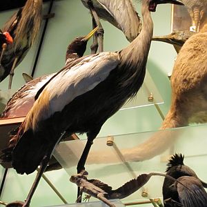 Hall of Biodiveristy East African Crowned Crane