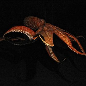 Hall of Biodiversity Giant Pacific Octopus